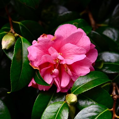 Camellia