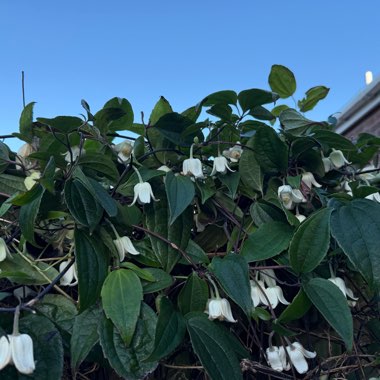 Clematis 'Winter Beauty'