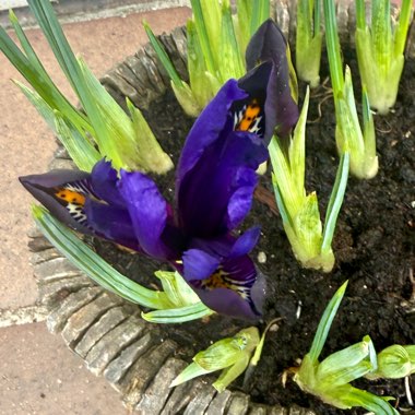 Reticulate Iris