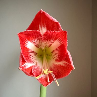 Hippeastrum (Amaryllis)