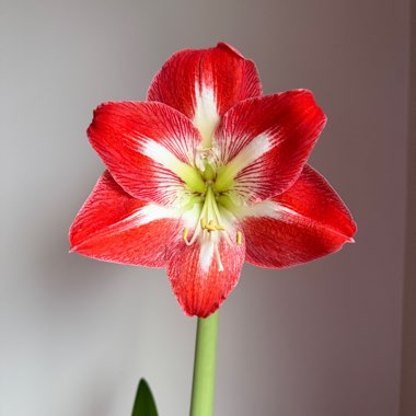 Hippeastrum (Amaryllis)