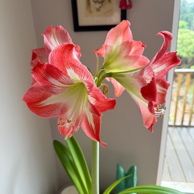 Hippeastrum (Amaryllis)