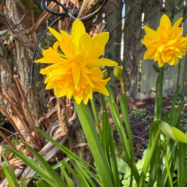 Daffodil 'Rip van Winkle' (Double)