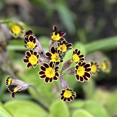 Primula 'Gold-laced Group'