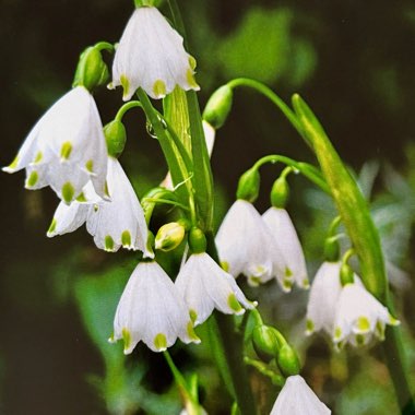 Spring Snowflake