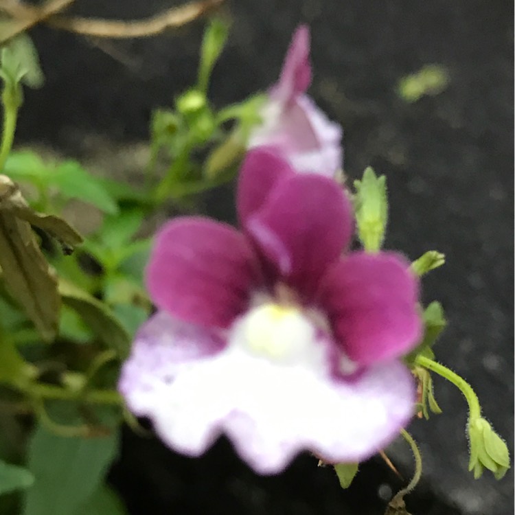 Plant image Nemesia denticulata 'Confetti'