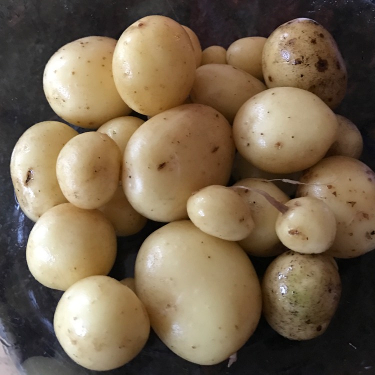 Plant image Solanum tuberosum 'Vivaldi'