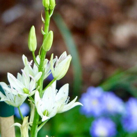 Plant image Camassia leichtlinii subsp. leichtlinii syn. Camassia leichtlinii 'Alba'