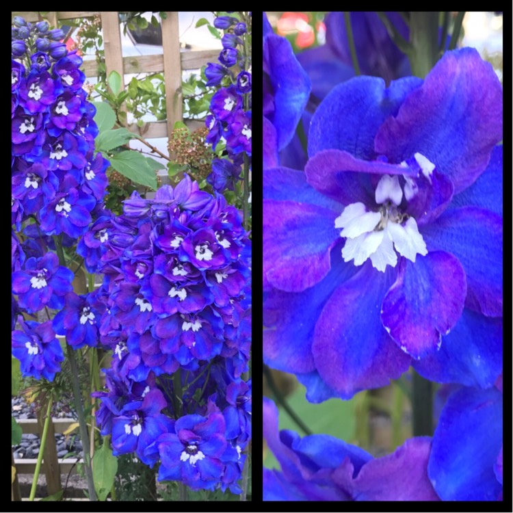 Plant image Delphinium 'Blue Bird' (Pacific Hybrid)