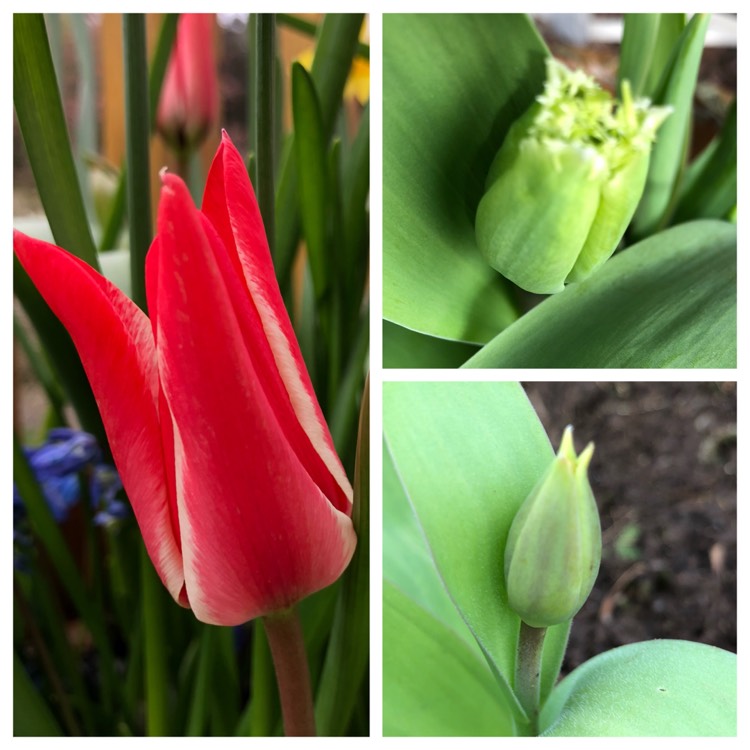 Plant image Tulipa 'Honeymoon'