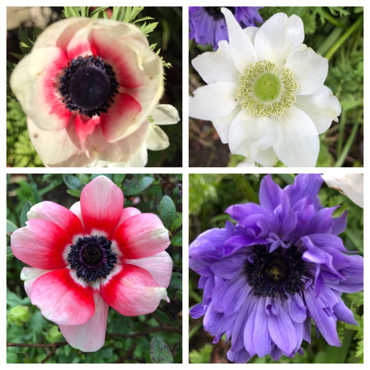 Plant image Anemone coronaria De Caen 'HarmonyPearl'