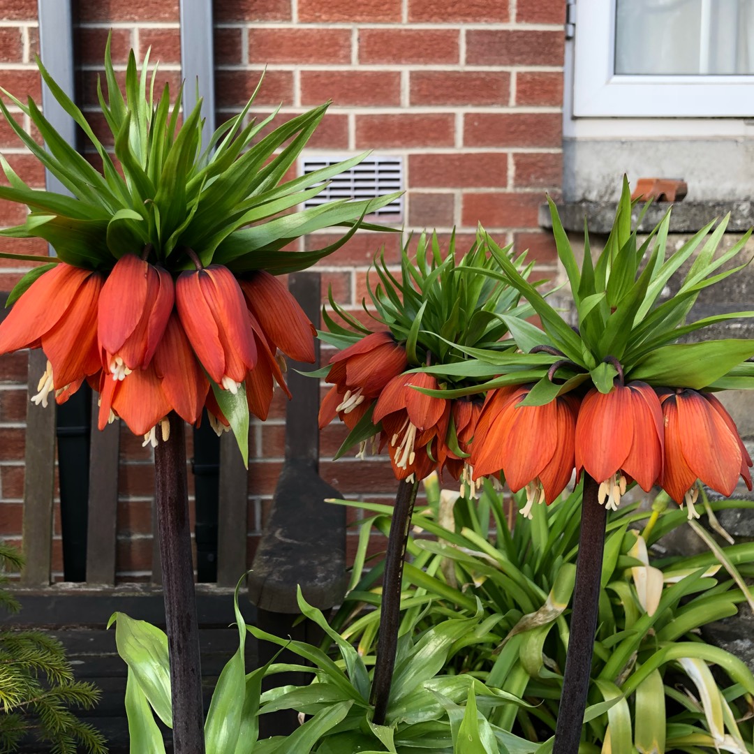 Plant image Fritillaria imperialis 'William Rex'