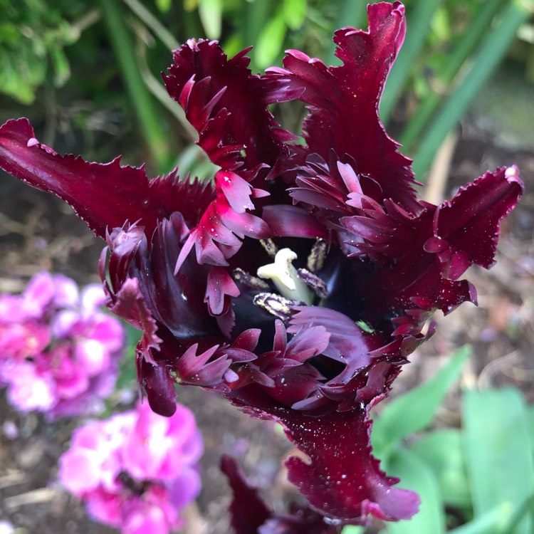 Plant image Tulipa 'Curly Sue'