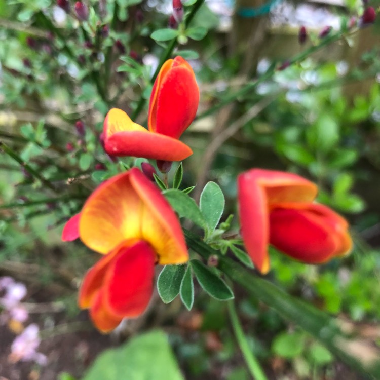 Plant image Cytisus x praecox