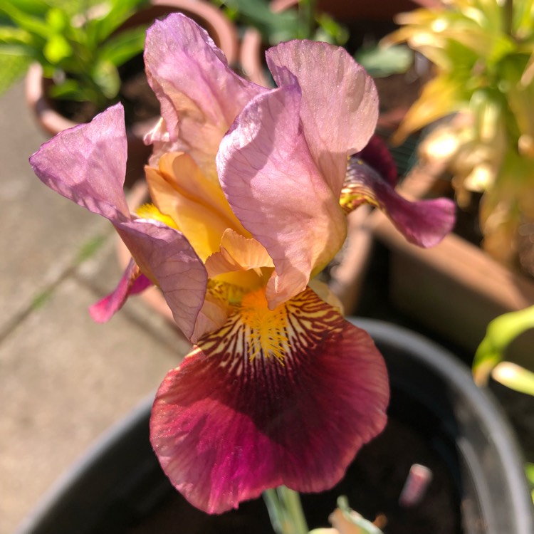 Plant image Iris x germanica 'Indian Chief'