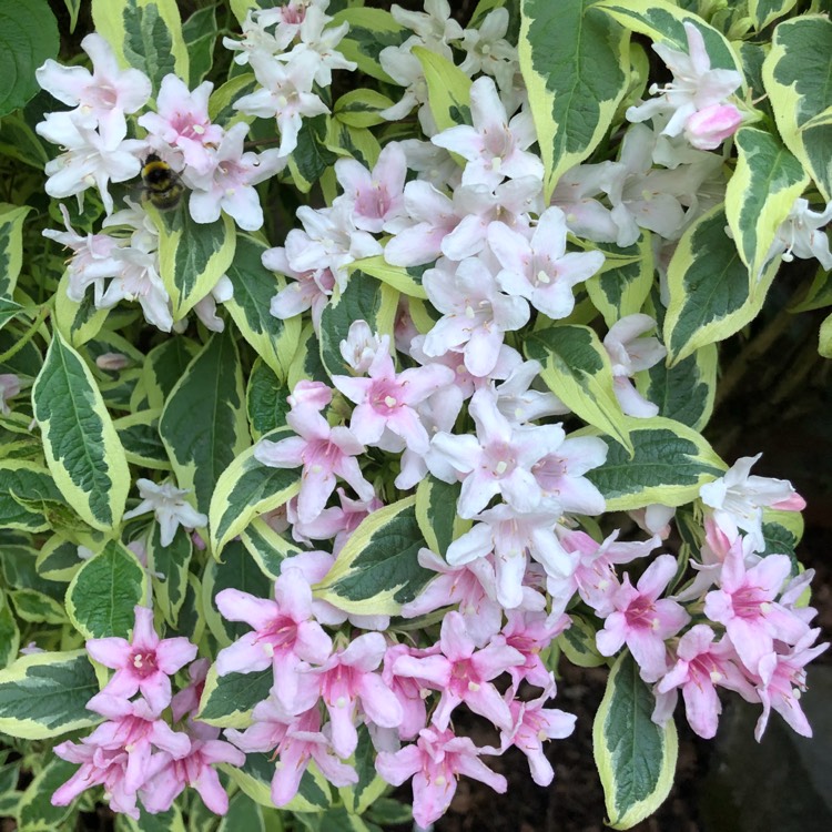 Plant image Weigela 'Kosteriana Variegata'