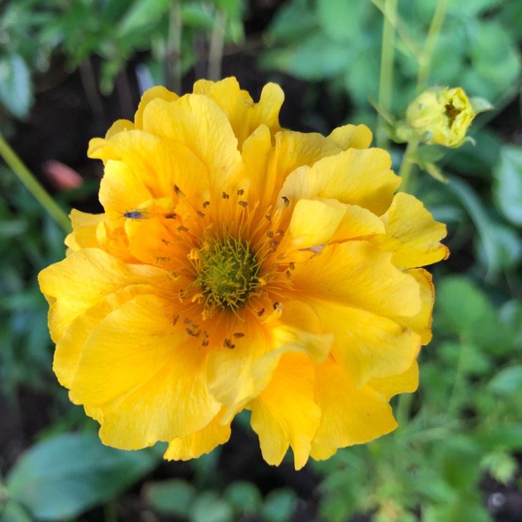 Plant image Geum 'Sunrise'