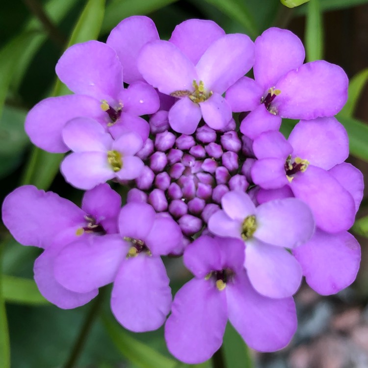 Plant image Iberis umbellata