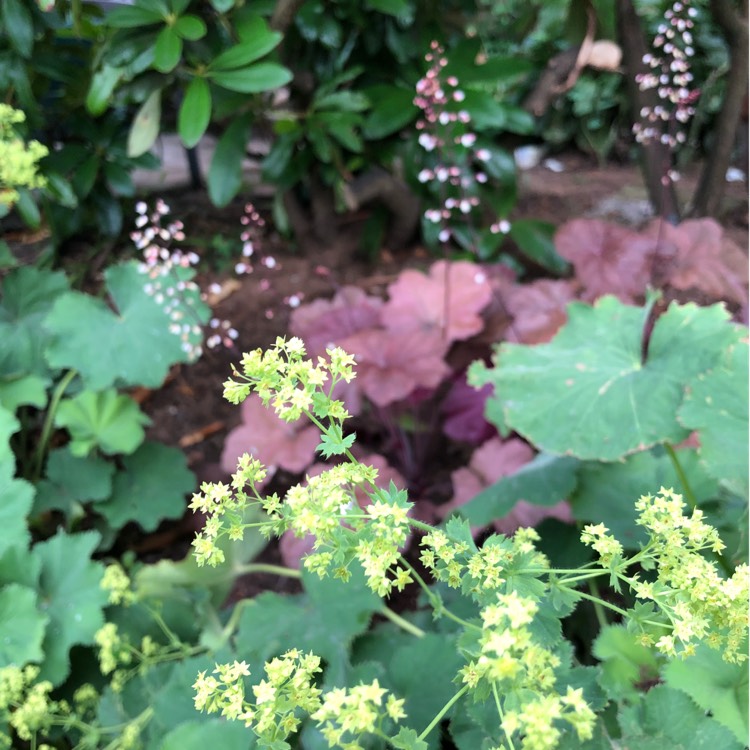 Plant image Heuchera 'Beaujolais'