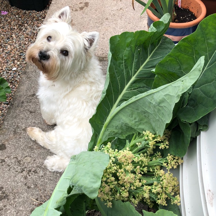 Plant image Brassica oleracea (Botrytis Group)