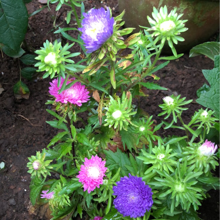 Plant image Aster 'Asteroid Mix'