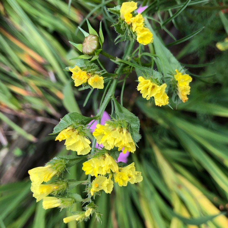 Plant image Limonium sinuatum 'Pacific Mix'