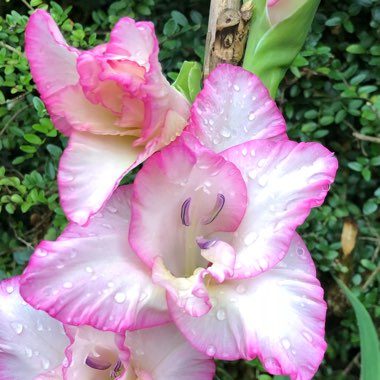 Gladiolus 'Priscilla'