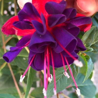 Fuchsia