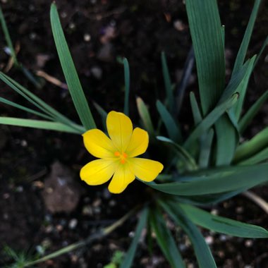 Sisyrinchium