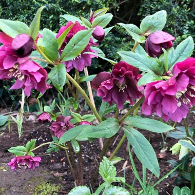 Helleborus