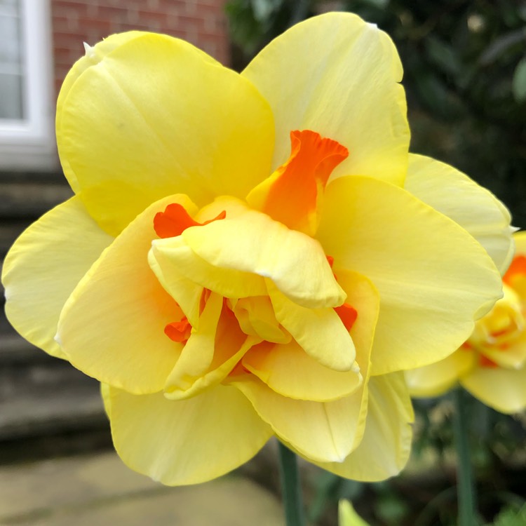 Plant image Narcissus 'Tahiti'