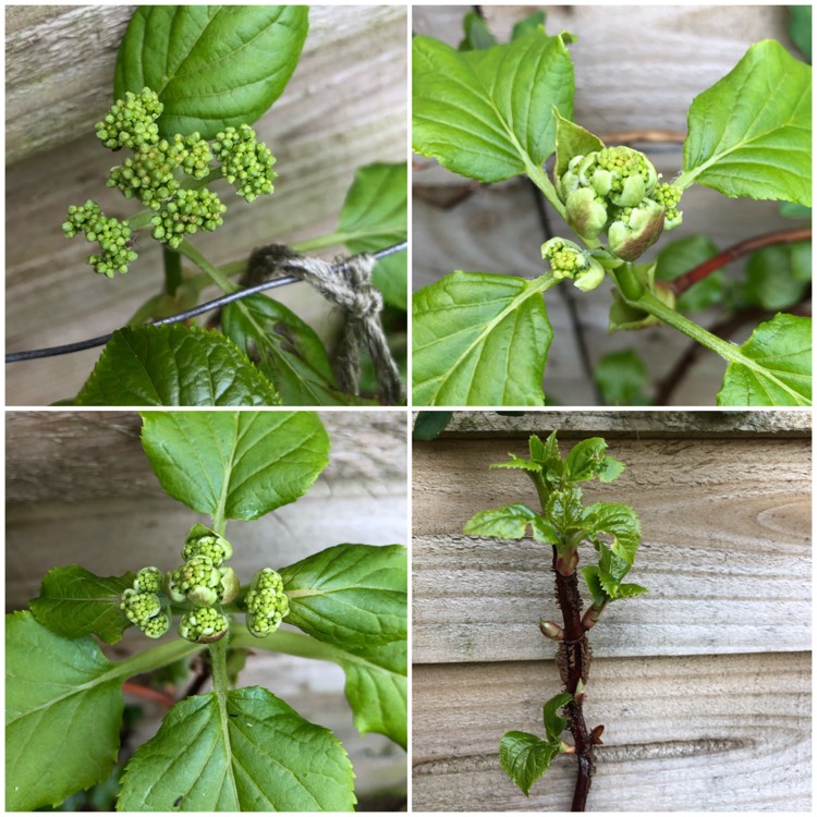 Plant image Hydrangea petiolaris  syn. Hydrangea anomala subsp. petiolaris