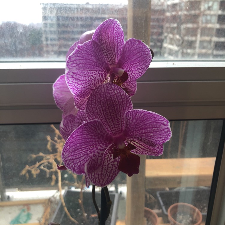 Plant image Phalaenopsis 'Aphrodite'