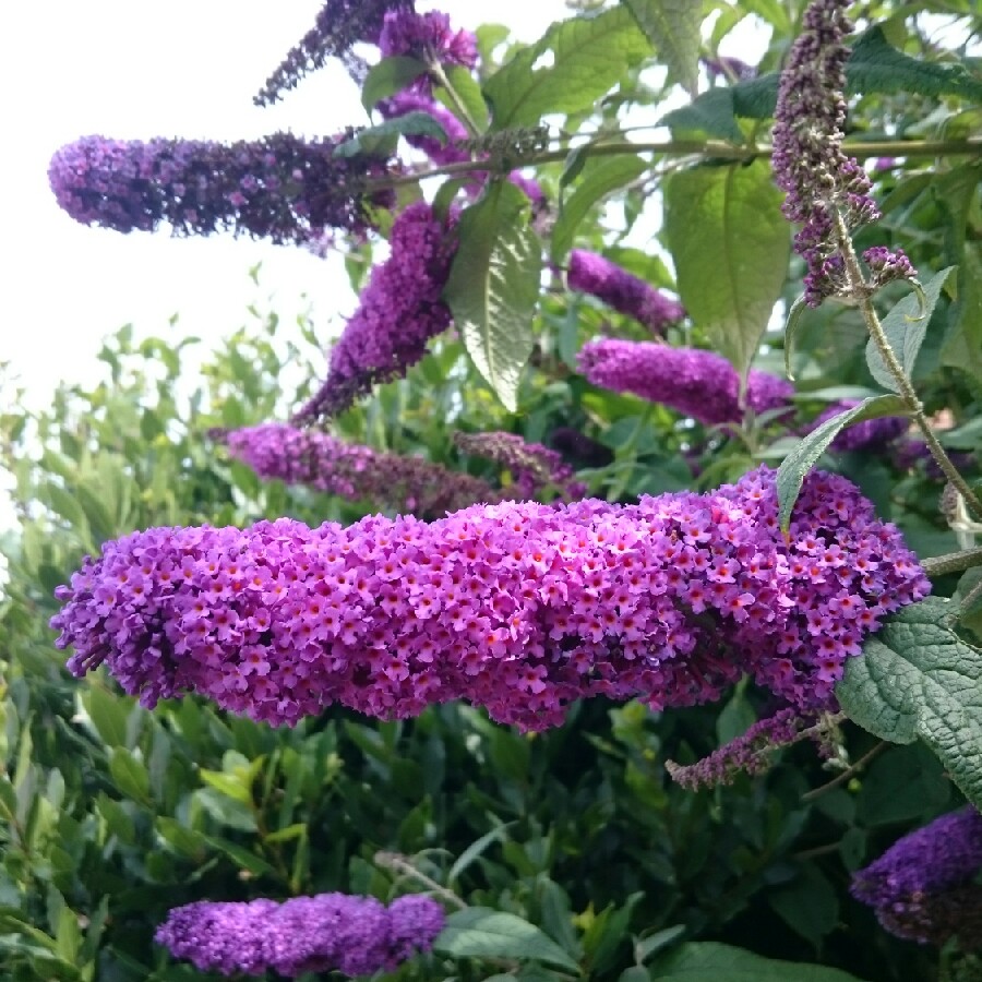 Plant image Buddleja davidii 'Pyrkeep' (English Butterfly Series) syn. Buddleja davidii 'Purple Emperor'