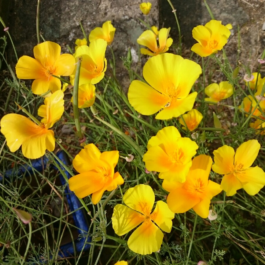 Plant image Eschscholzia californica 'Orange King'