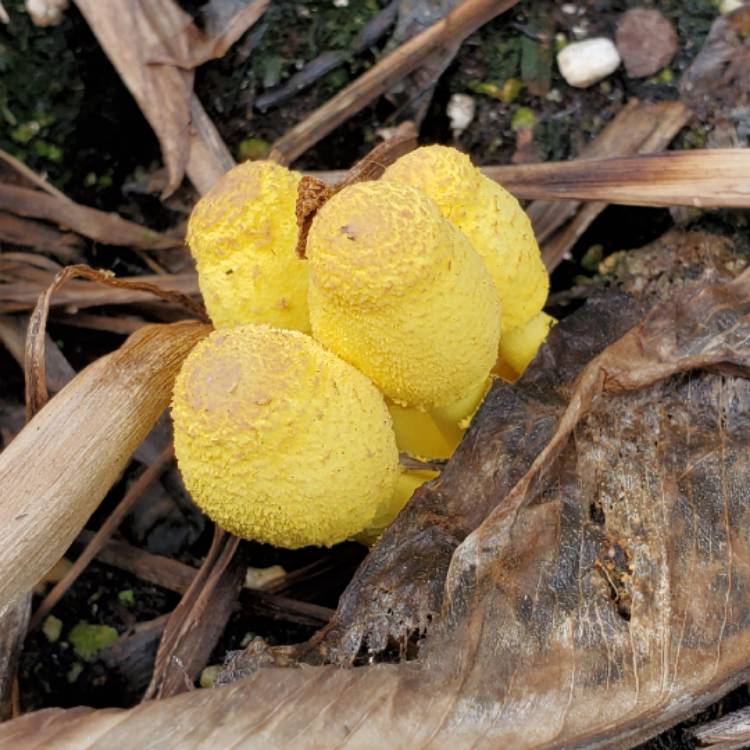 Plant image Leucocoprinus birnbaumii