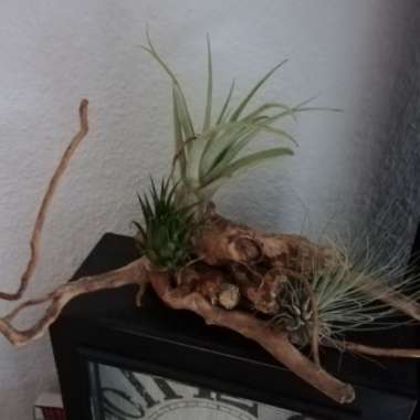 Tillandsia