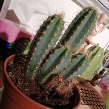 Pilosocereus azureus