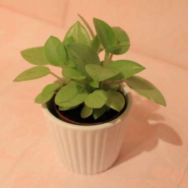 Peperomia orba 'Pixie Lime'