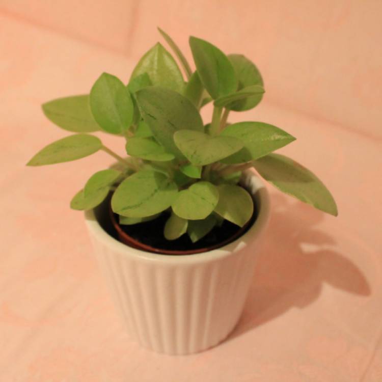 Plant image Peperomia orba 'Pixie Lime'