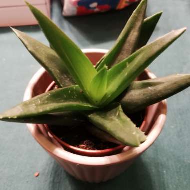 Haworthia pentagona