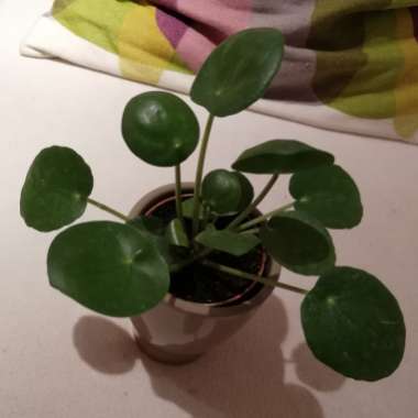 Pilea peperomioides