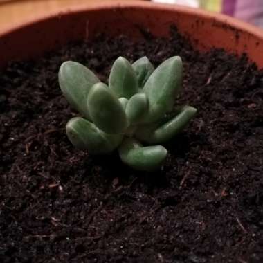 Pachyphytum compactum