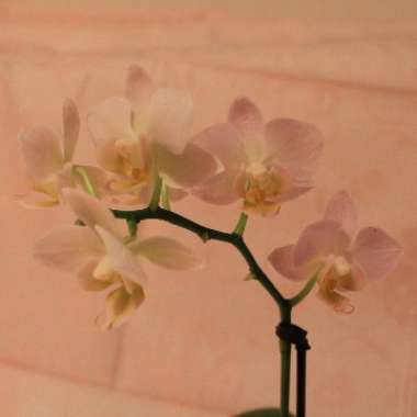 Phalaenopsis