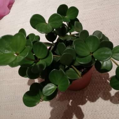 Peperomia deppeana x quadrifolia 'Hope' syn. Peperomia Tetraphylla 'Hope'