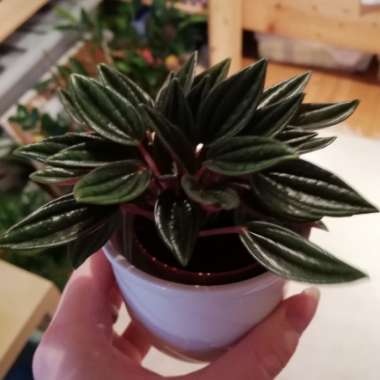 Peperomia 'Eden Rosso'