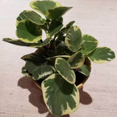 Peperomia obtusifolia (Magnoliifolia Group) 'Golden Gate' syn. Peperomia obtusifolia 'Golden Gate'