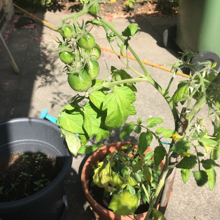 Plant image Solanum Lycopersicum var. cerasiforme 'Red Alert' F1