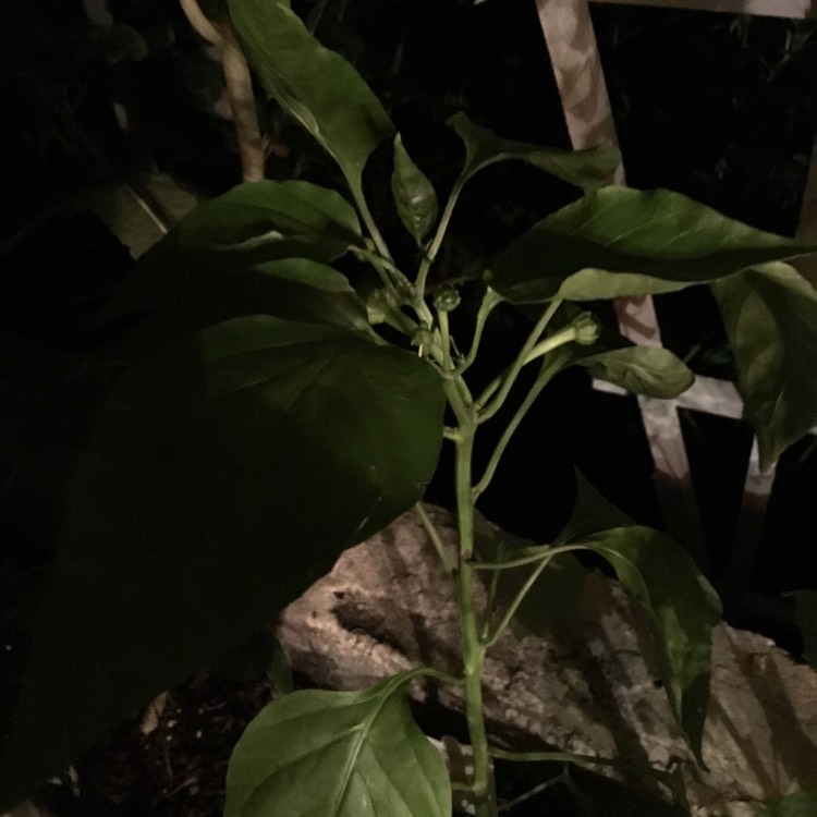 Plant image Capsicum 'Bellafina Red'