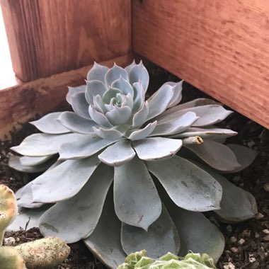 Echeveria Lilacina